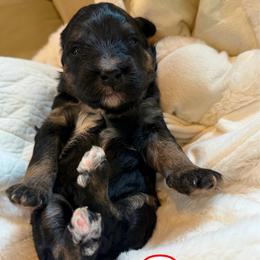 Sox - Tri-color male Bernedoodle puppy in Sherman, Illinois from Shirl Doodle Life