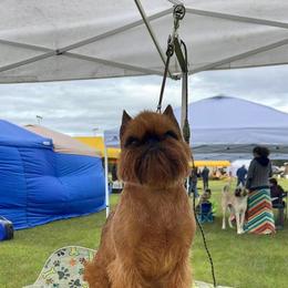 Brussels Griffon and Whippet Puppies from Patti Fitzgerald