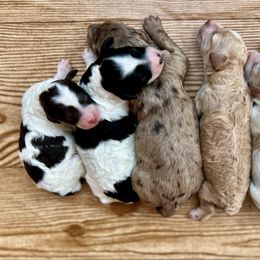 Goldendoodle and Poodle Puppies from SnickerDoodlePups