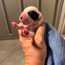 Boy 2 - White and black male Dalmatian puppy in Claremore, Oklahoma from Lotsofdots Dalmatians