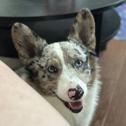 Beau - American Corgi