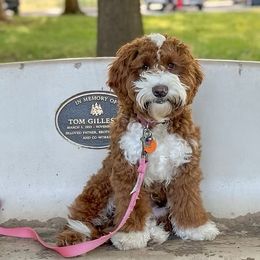 Apple - Australian Labradoodle