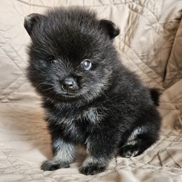 Zayn - Black and tan male Pomeranian puppy in Oak Forest, Illinois from Illinois Poms