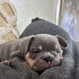 King Kong - Blue fawn male French Bulldog puppy in Edmonds, Washington from Matra French Bulldogs