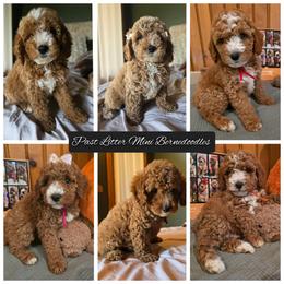 Green boy - Red male Bernedoodle puppy in Bristol, Tennessee from 4goldendoodles