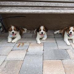 Boy 1 - Nederlandse Kooikerhondje puppy in Tampa, Florida from Lenders Land