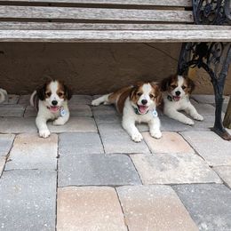 Boy 1 - Nederlandse Kooikerhondje puppy in Tampa, Florida from Lenders Land