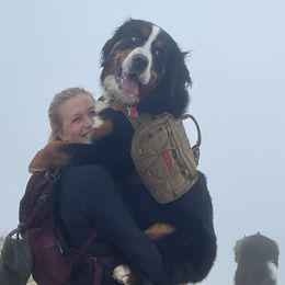Bernese Mountain Dogs from Summit Soulmate