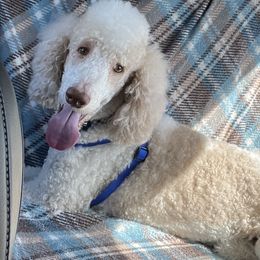 Goldendoodles and Poodles from Dazzling & Dapper Doodles of MS