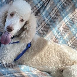 Goldendoodles and Poodles from Dazzling & Dapper Doodles of MS
