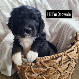 Brownie - Tri-color male Bernedoodle puppy in Brigham City, Utah from Prairie Rose Doodles