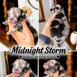 Midnight Storm - Blue merle female Pomeranian puppy in Odessa, Texas from Cherry's Poms