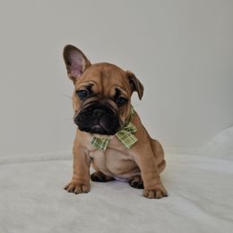 Hopper - Fawn male French Bulldog puppy in Utah from Perfect Fit Frenchies