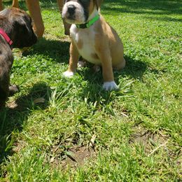Boxer Puppies from SmashBox Kennel
