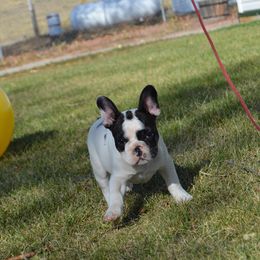 French Bulldogs from Dry Cottonwood Creek K9