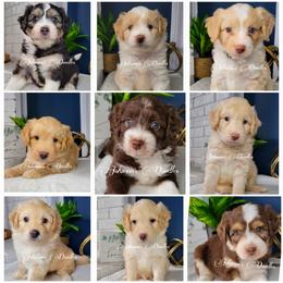 Aussiedoodle, Bernedoodle, and Goldendoodle Puppies from Johnson's Doodles