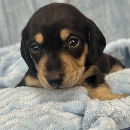 Snoopy - Black and cream male Dachshund puppy in Memphis, Tennessee from River City Doxies