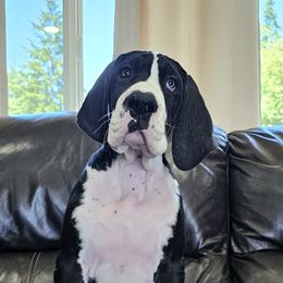 Great Dane Puppies from Uber Alles Great Danes