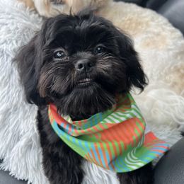 Midnight - Shih Tzu