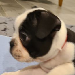 Boston Terriers from Andy's Happy Home Boston Terriers