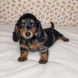 Henry - Dapple male Dachshund puppy in Mountain Grove, Missouri from Happy Hounds