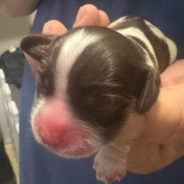 Rosemary - Brown and white female Cocker Spaniel puppy in Memphis, Tennessee from Cordova Cockers