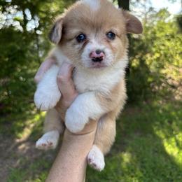 1st. Female - Red merle and white female American Corgi puppy in Foreman Ar., Arkansas from Grassy Lake Corgis