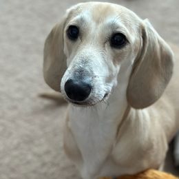 River - Dachshund