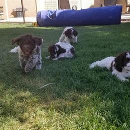 Lagotto Romagnolo Puppies from Crescendo Lagotto Romagnolos