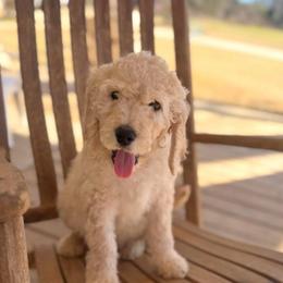 Cupid - Cream male Goldendoodle puppy in Social Circle, Georgia from Poppiedoodle Farms