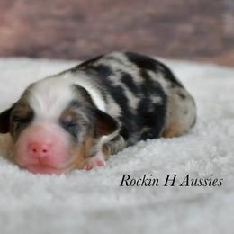 Kyle - Blue merle male Toy Australian Shepherd puppy in Russellville, Arkansas from Rockin H Aussies