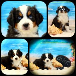 Bugatti - Black tri male Toy Australian Shepherd puppy in Levelland, Texas from Once Upon a Time Aussies