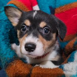 Happy - Black and tan female Pembroke Welsh Corgi puppy in Pilot Rock, Oregon from L2H Corgi's