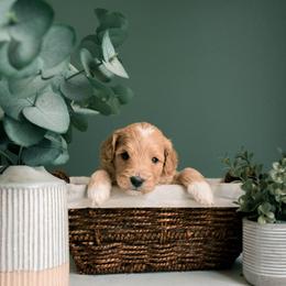 German Shepherd, Goldendoodle, and Golden Retriever Puppies from Silver Pines Pups