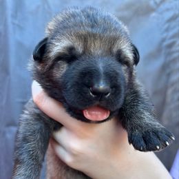 Euphrates - Sable male German Shepherd puppy in Lake Elsinore, California from MK-K9 L.L.C.