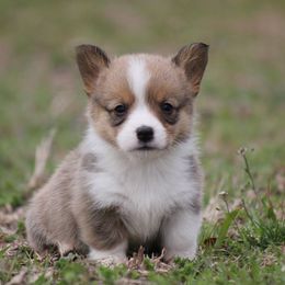American Corgi, French Bulldog, and Pembroke Welsh Corgi Puppies from Moonstone Corgis & Frenchies
