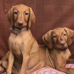 Vizslas from Andrea St. John's Vizslas