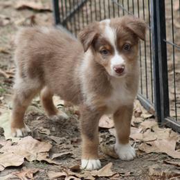 Fergus - Red merle male Australian Shepherd puppy in Violet Hill, Arkansas from Sweets' Cattle Co and Australian Shepherds