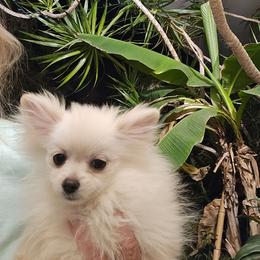Iris - White female Pomeranian puppy in San Diego, California from Socalpoms
