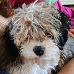 Moe - Cavapoo