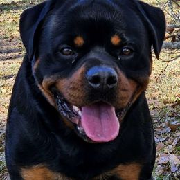 FINLEY - Rottweiler