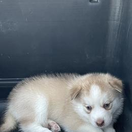 Pomsky Puppies from Promise Land Pomskies