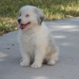 Dakota - Blue merle female Miniature American Shepherd puppy in San Benito, Texas from Vaquera's Miniature American Shepherds