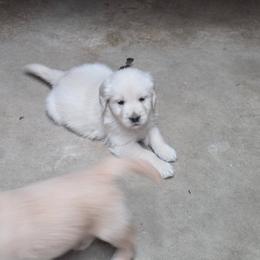 Kiara Boy 1 - Golden male Golden Retriever puppy in Niles, Michigan from Christiana Creek Goldens