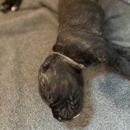 Boy 2 - Black brindle male Cane Corso puppy in Ocala, Florida from High Royal Kennel