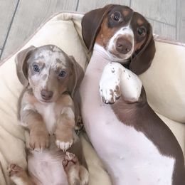 Dachshunds from Socaldoxies