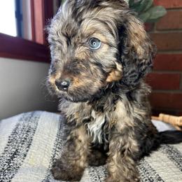 Green Collar - Sable male Bernedoodle puppy in Riverside, California from Wimbledon Bernedoodles