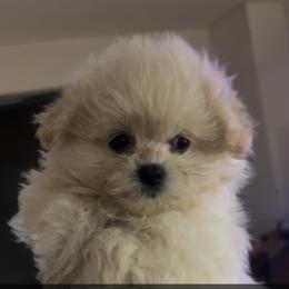 Aero - White female Maltipoo puppy in Long Island, New York from Minipaws kennel