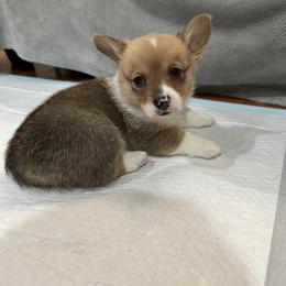 Sonic - Fawn male Pembroke Welsh Corgi puppy in Morristown, Tennessee from Robertson Corgi’s