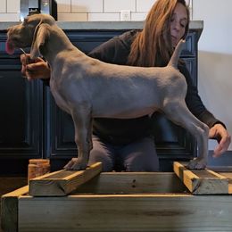 Jasper - Silver gray male Weimaraner puppy in Indiana from So-IN Weimaraner's